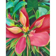 Jamaican Holiday – Jamaican Poinsettia Tropical Fine Art Print by Karen A. Kubacki