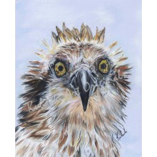 Whatchu Lookin' At – Osprey Colored Pencil Fine Art Print by Karen A. Kubacki